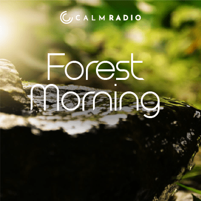 FORESTA AL MATTINO