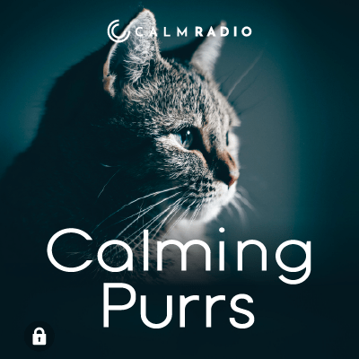 Calm Radioの落ち着く猫ののど鳴らしや、その他多くのリラックスできる音や落ち着いた音楽をお聴きください