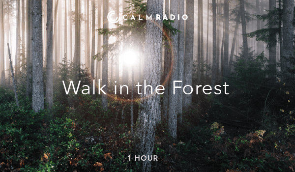 森の中を歩く