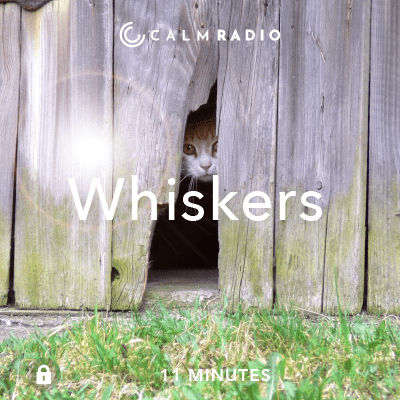WHISKERS