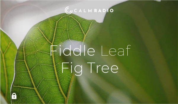 FIDDLE LEAF FIG TREE