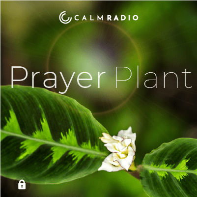 CALATHEA