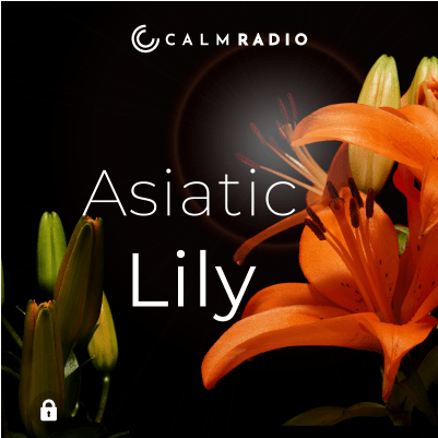 AZIATISCHE LELIE