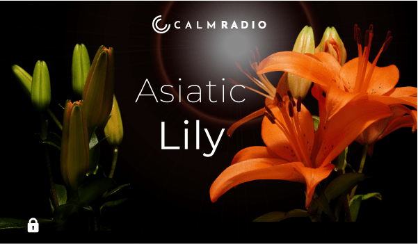 ASIATIC LILY