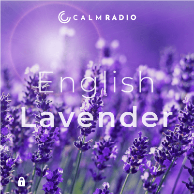 ENGELSE LAVENDEL