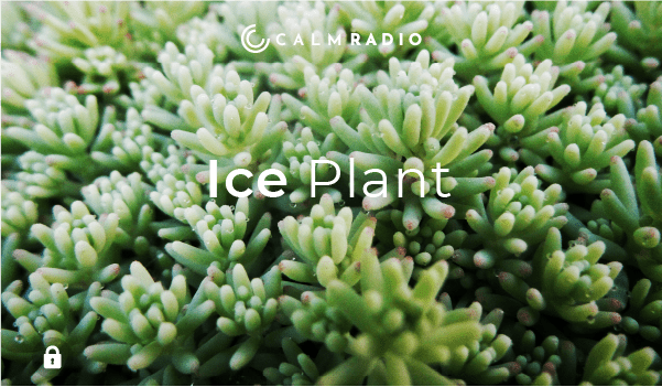 ICE PLANT