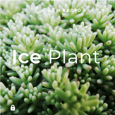 ICE PLANT