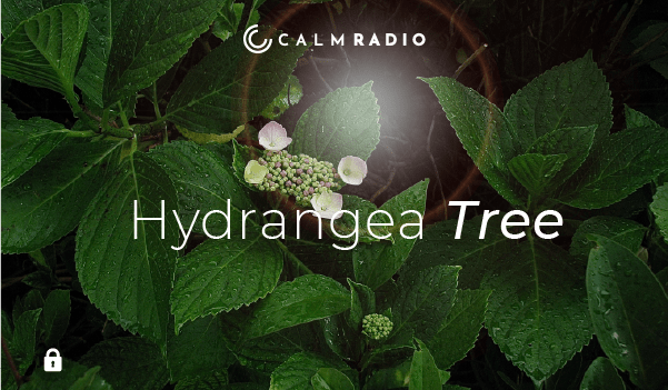 HYDRANGEA TREE