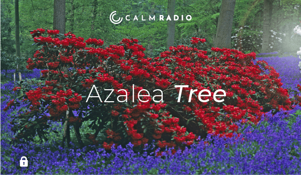 AZALEA TREE