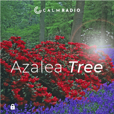 AZALEA BOOM