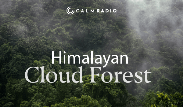 HIMALAYA-NEBELWALD