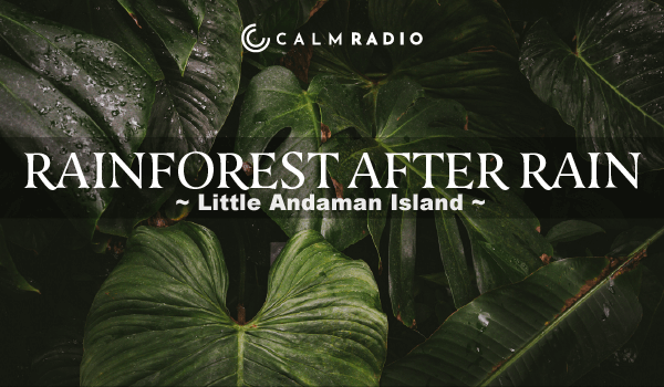 REGENWALD NACH REGEN - LITTLE ANDAMAN ISLAND