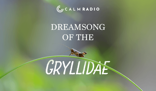 DREAMSONG OF THE GRYLLIDAE