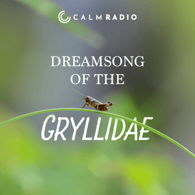 DREAMSONG OF THE GRYLLIDAE