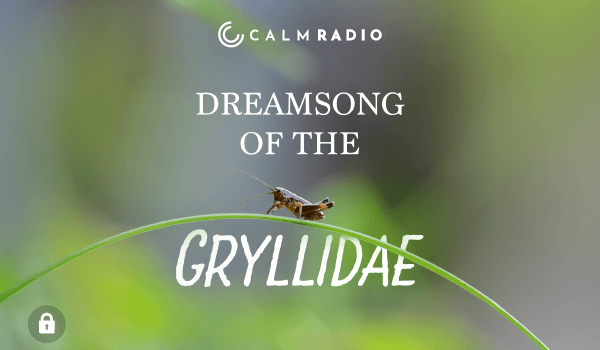 DREAMSONG OF THE GRYLLIDAE
