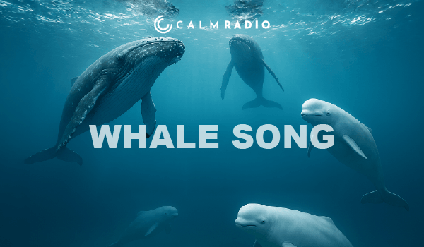 WHALE SONG